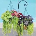 Scroll Double Patio Shepherd Hook