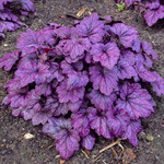 Coral Bells Electric Plum 1G