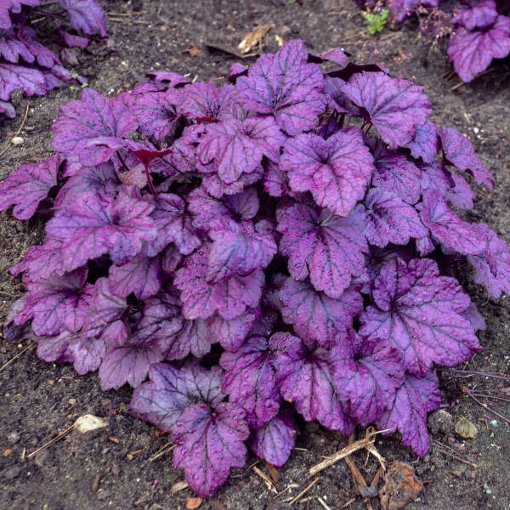 Heuchera Electric Plum  1G