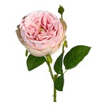 ROSE ENGLISH PINK