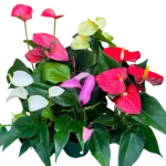 4" Anthurium Assorted
