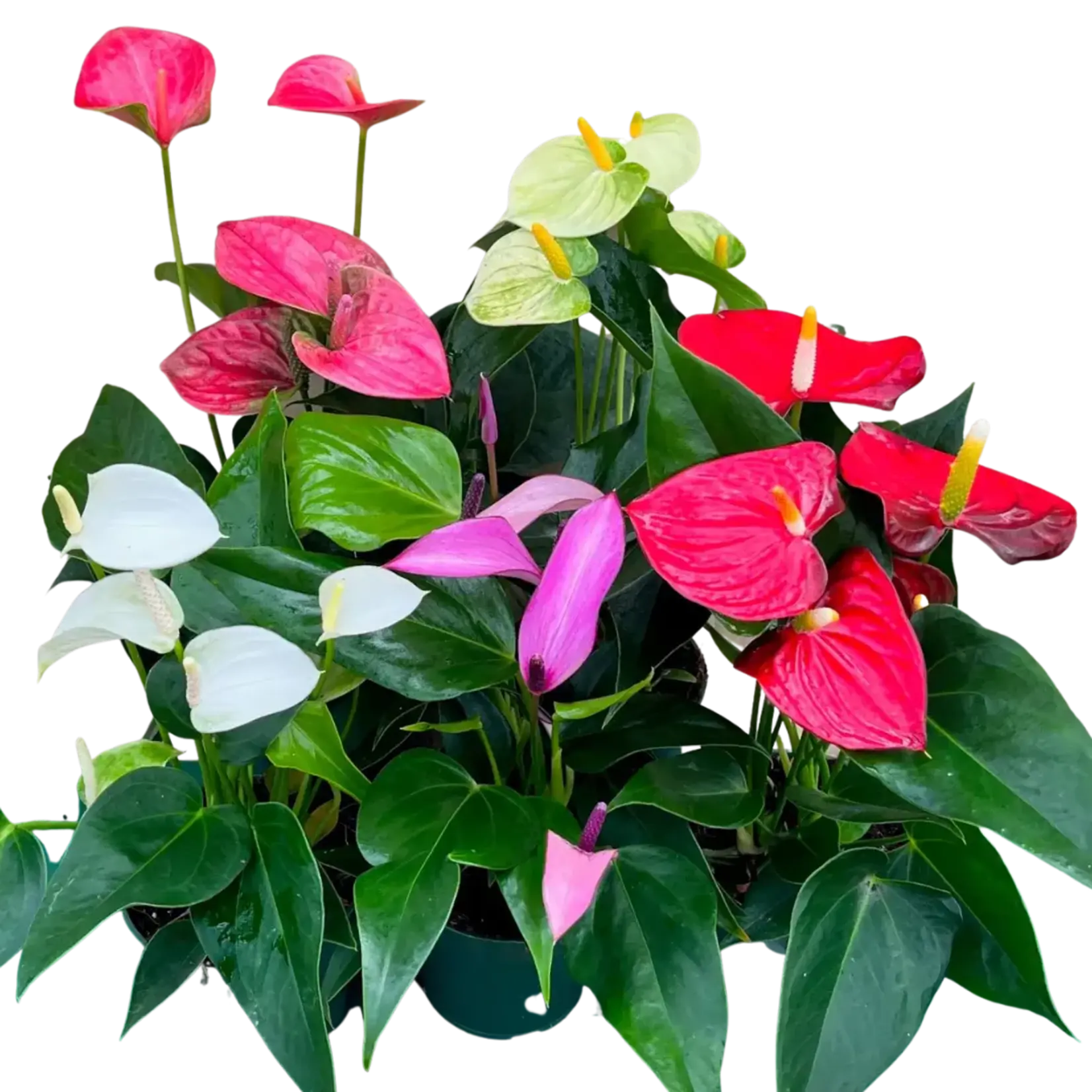 4" Anthurium