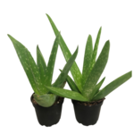 2.5" Aloe