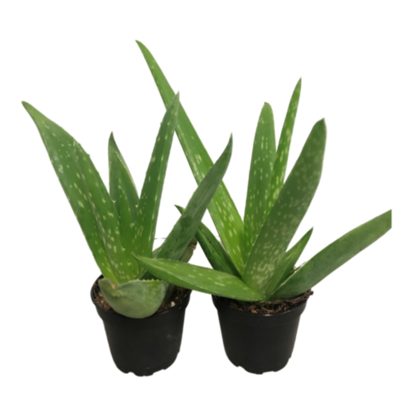 2.5" Aloe