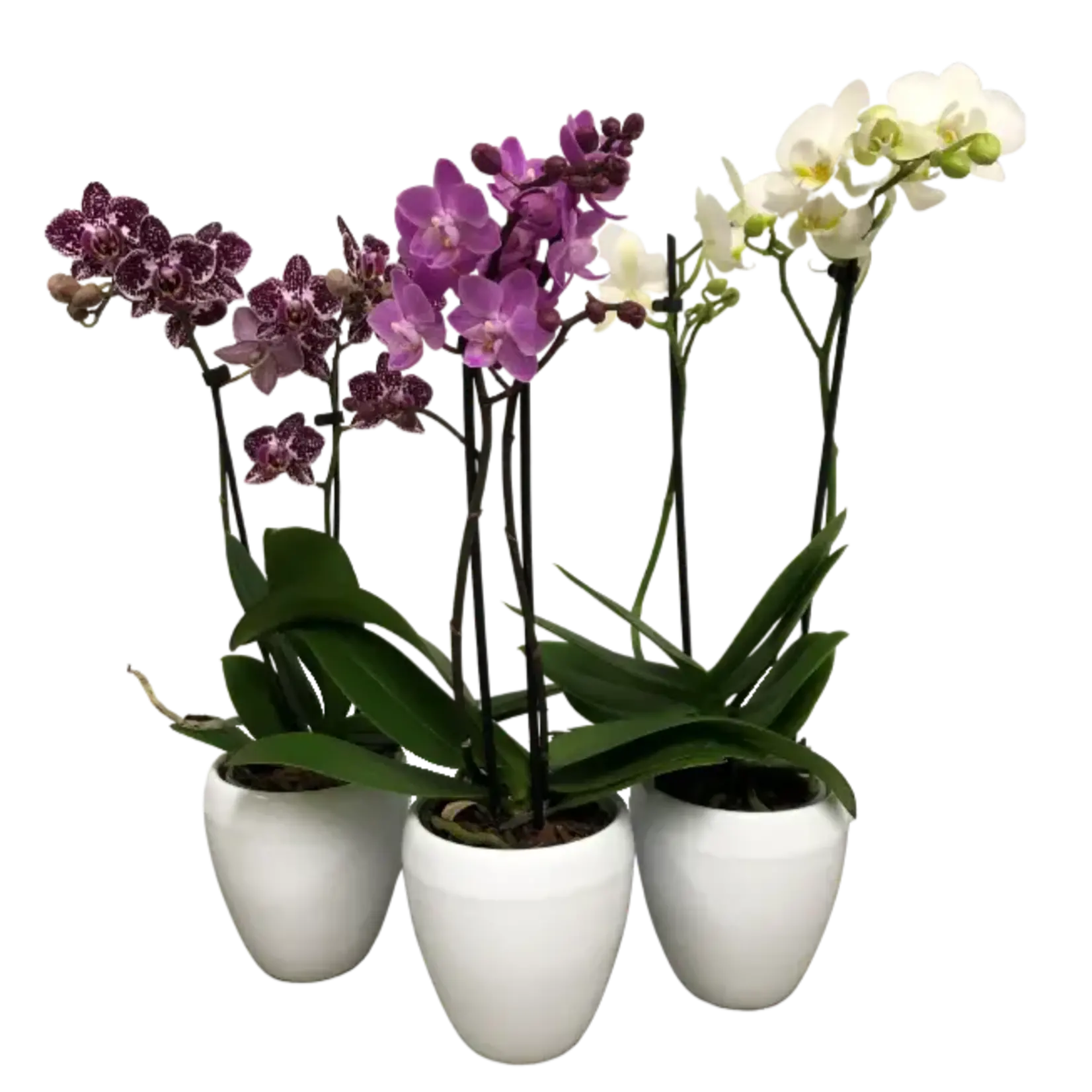 3.5" Double Spike Orchid in Ceramic