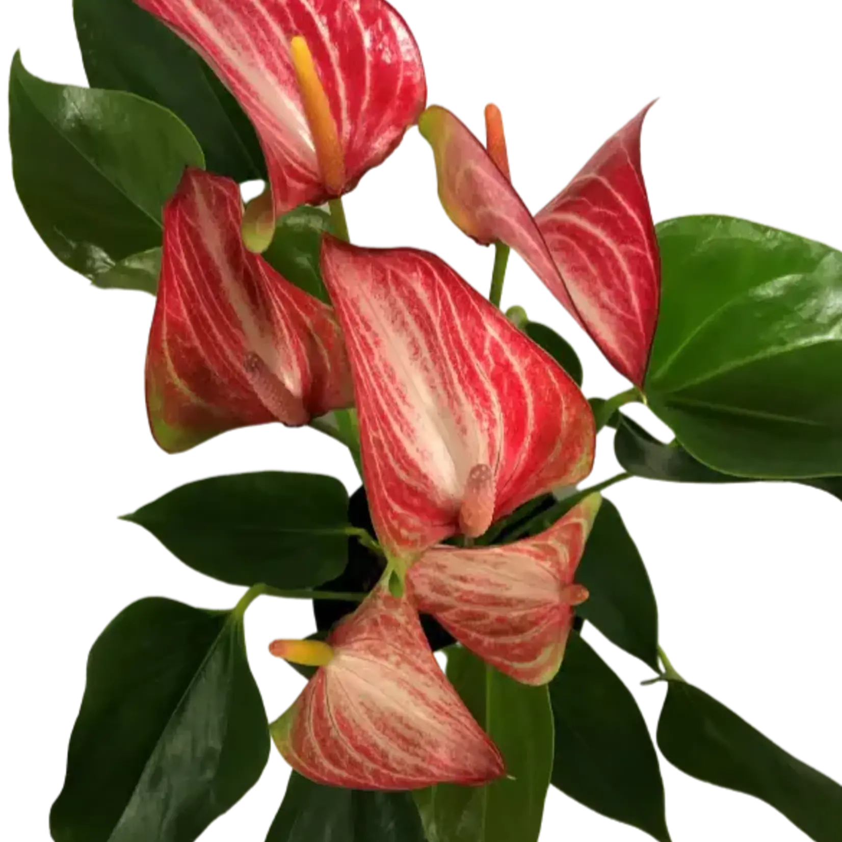 6" Livium Anthurium