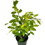 6" Ficus Benjamina Lime