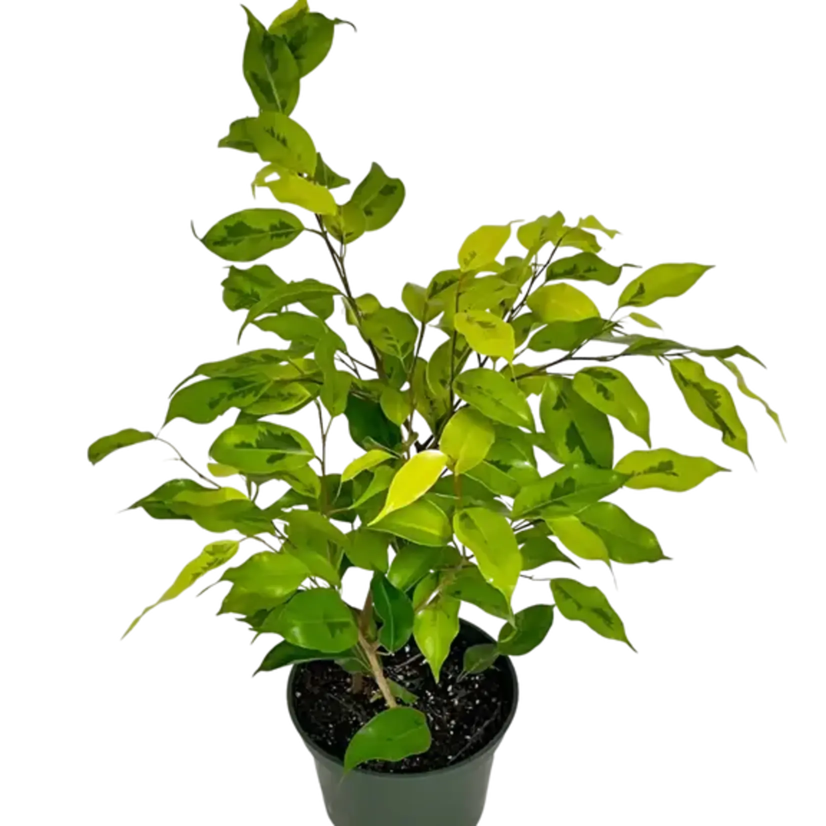 6" Ficus Benjamina Lime