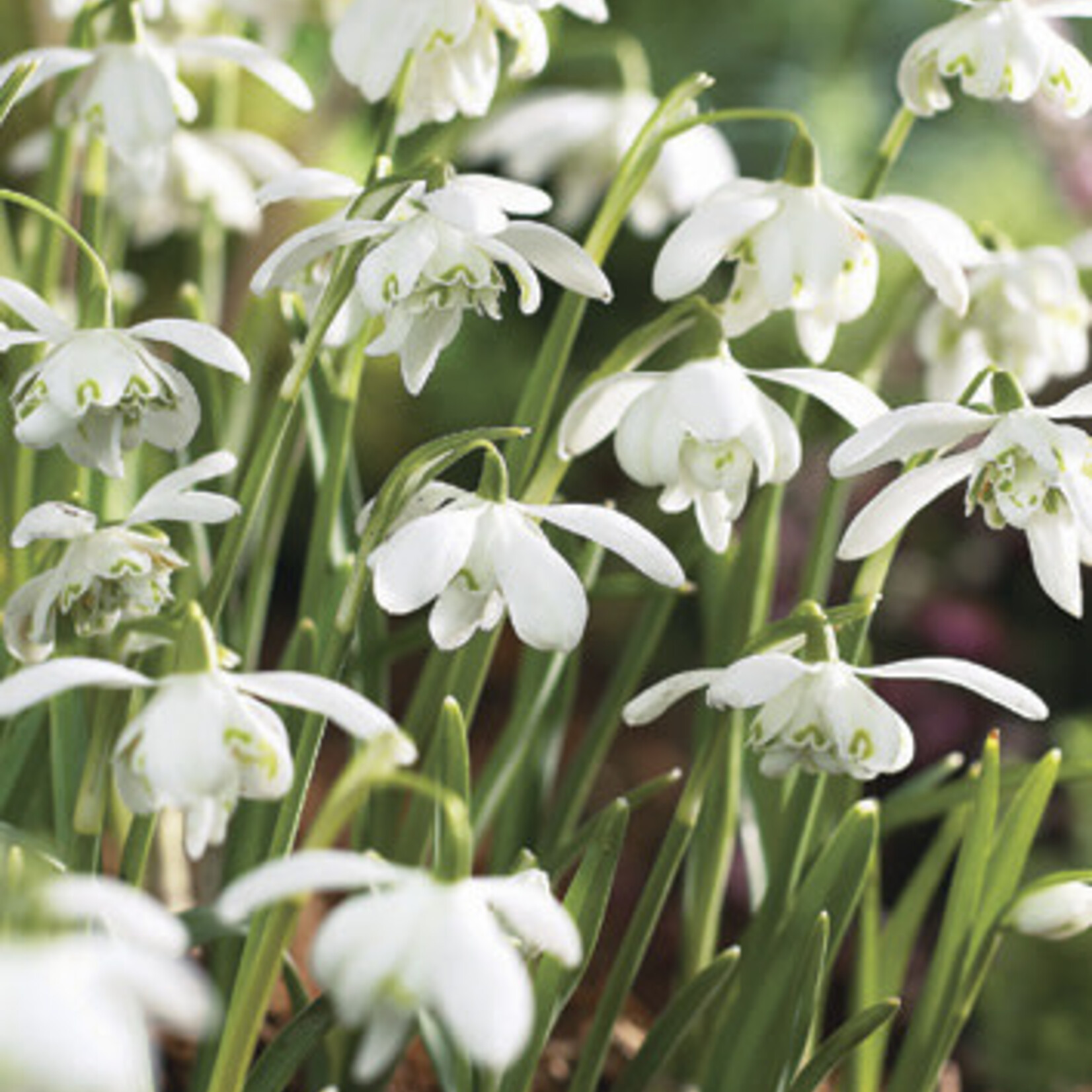 Van Noort Galanthus/Snowdrops - Floreo Pleno 5/Pkg