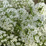 West Coast Seeds Alyssum - Snow Cloth