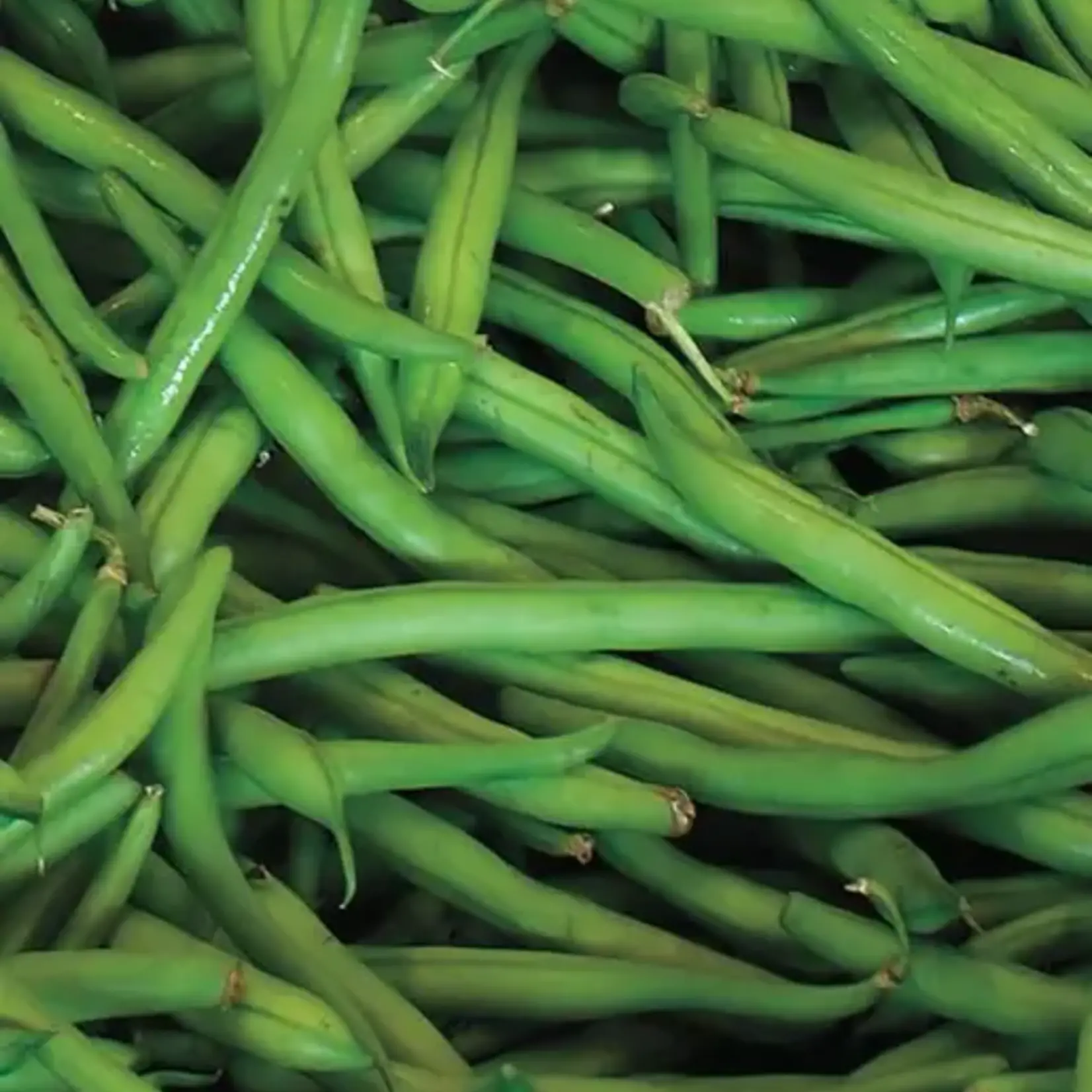 West Coast Seeds Beans - Blue Lake