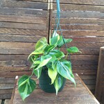 Philodendron Brazil HB 8"