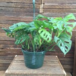 Philodendron Swiss Cheese HB 8"