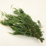 Christmas Branching - Variegated Leyland Cypress