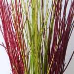 Christmas Branching - Yellow Twig Dogwood Bundle 30"-36"