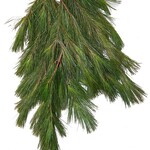 Christmas Branching - Ontario White Pine Bundle 2lb