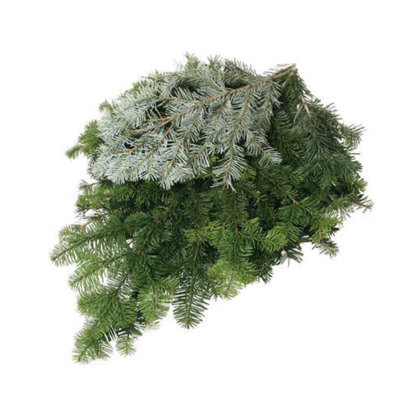 Christmas Branching - Silver Fir 2lb Bundle