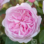 David Austin David Austin Rose - Olivia Rose Austin (Ausmixture)