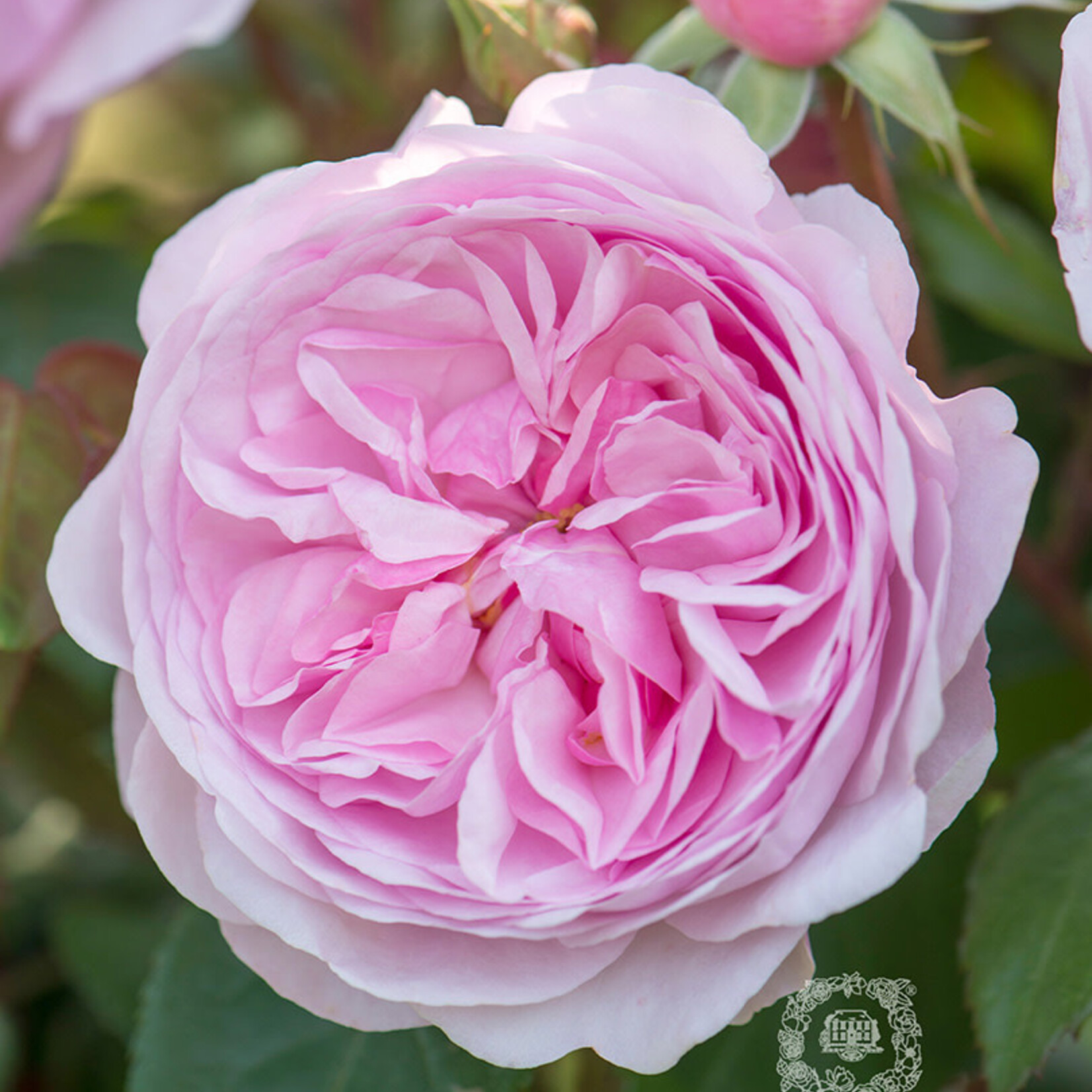 David Austin David Austin Rose - Olivia Rose Austin (Ausmixture)