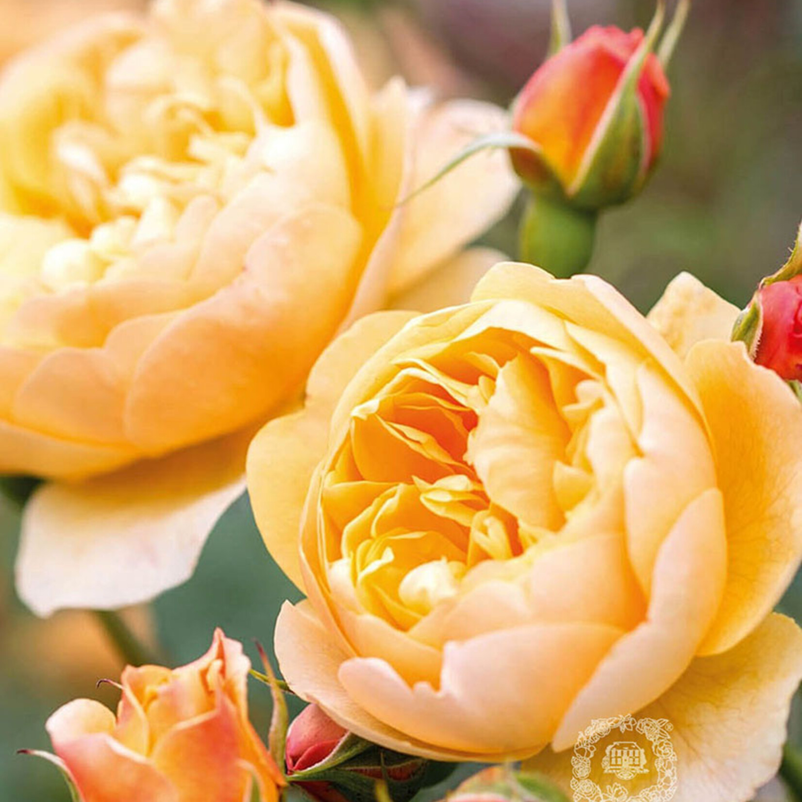 David Austin David Austin Rose - Roald Dahl (Ausowlich)