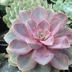 4" Echeveria Red Sky