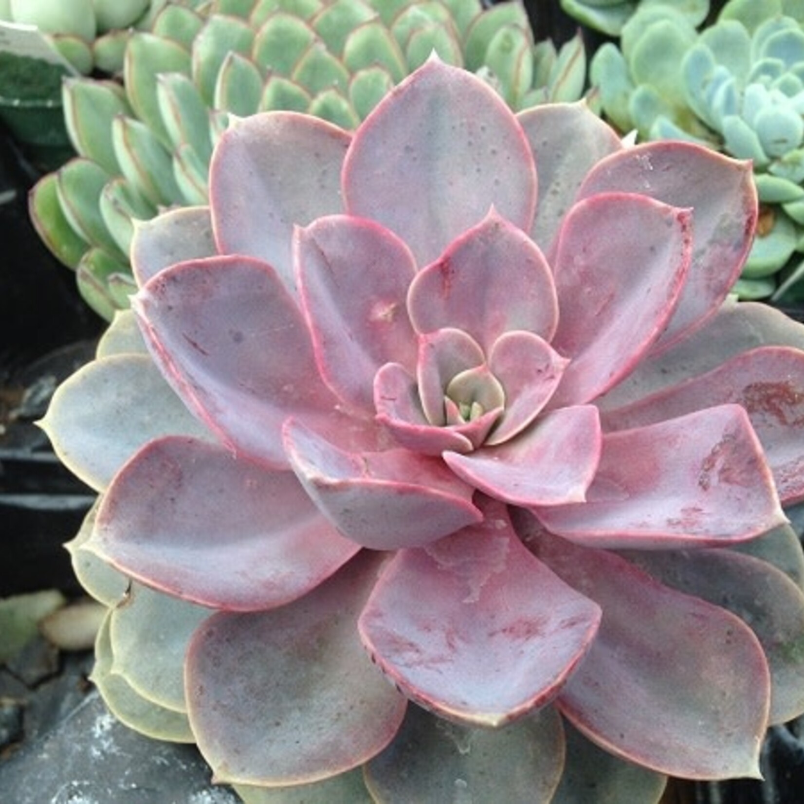 4" Echeveria Red Sky