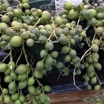 4" Senecio String of Pearls