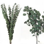 Preserved Eucalyptus Mix VP - Mixed