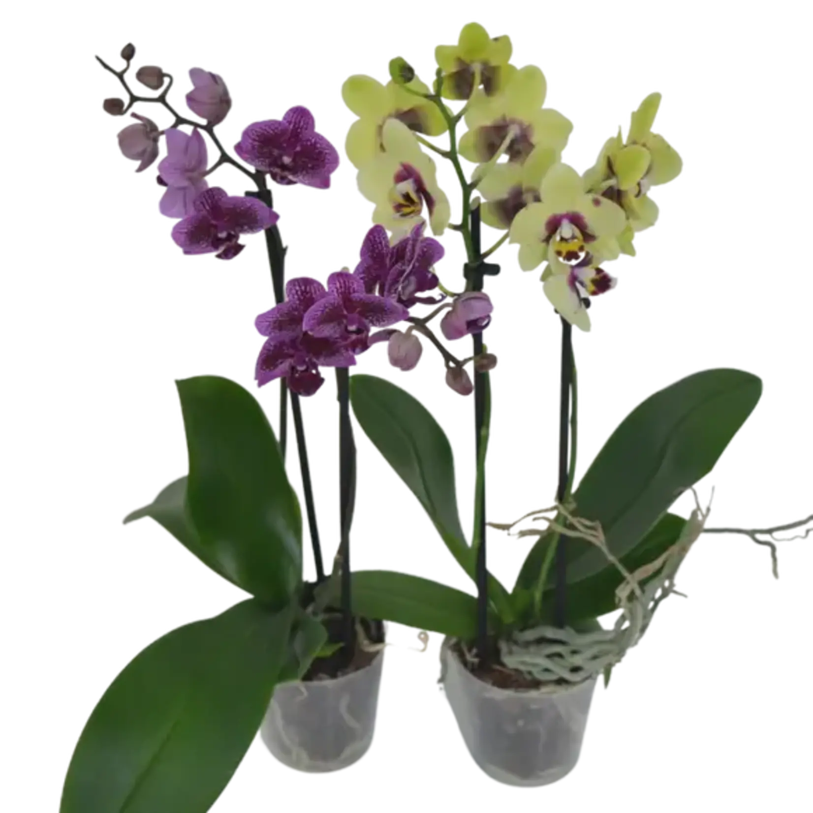 3.5" Double Spike Orchid Bare Pot