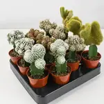 2.5" Grafted Cactus, Funky Assortment
