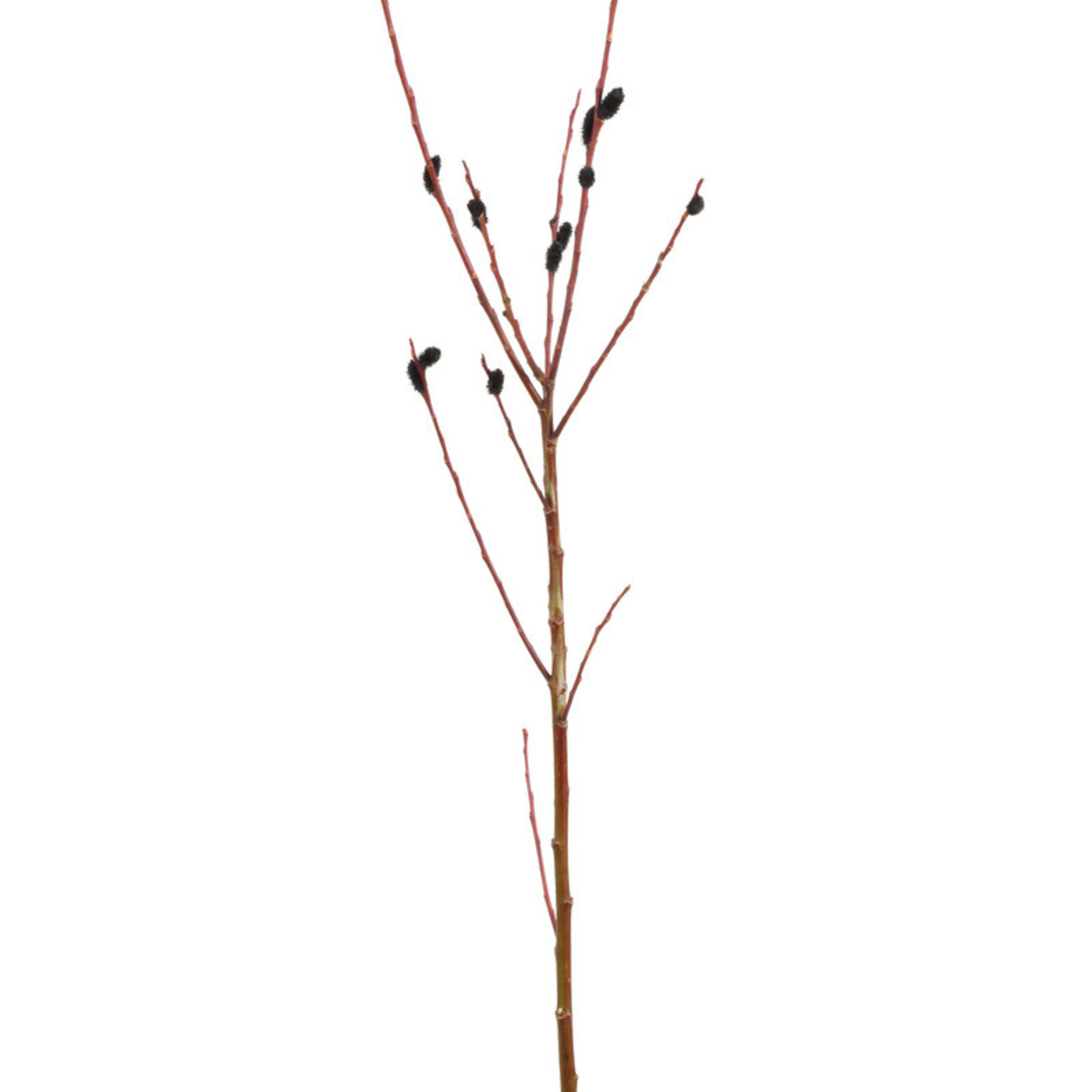 Second Nature Pussy Willow 3-4ft Natural - Bulk Pack