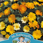 CALENDULA Daisy Mixed