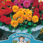Mr. Fothergill's DAHLIA Dwarf Double Mix Seeds