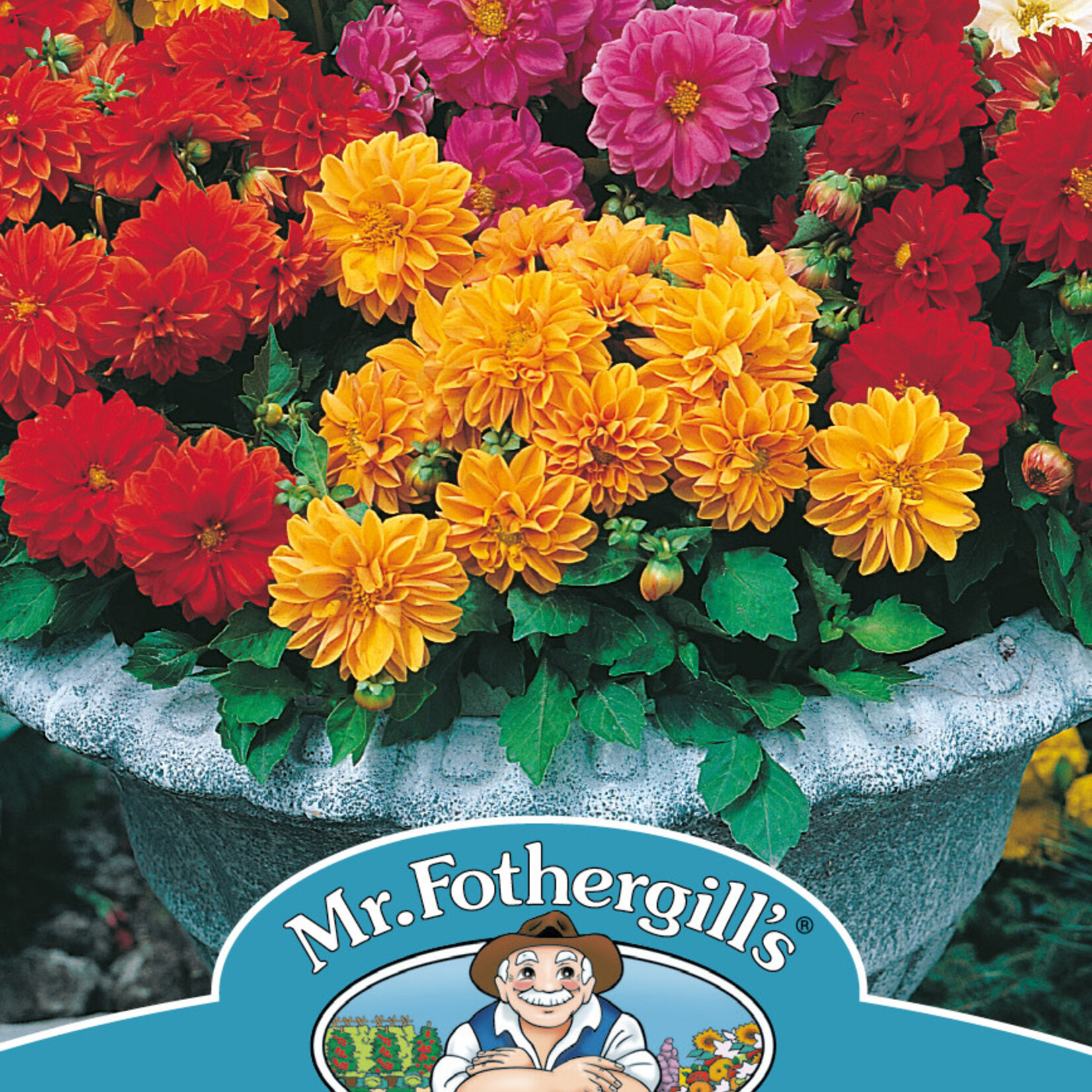 Mr. Fothergill's DAHLIA Dwarf Double Mix