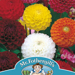 DAHLIA Pompon Hybrids