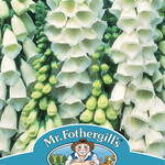 Mr. Fothergill's FOXGLOVE Alba  Seeds