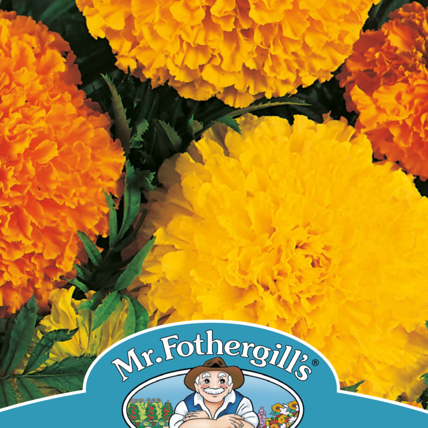 MARIGOLD African CRACKER