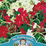 NICOTIANA Sensation Mixed