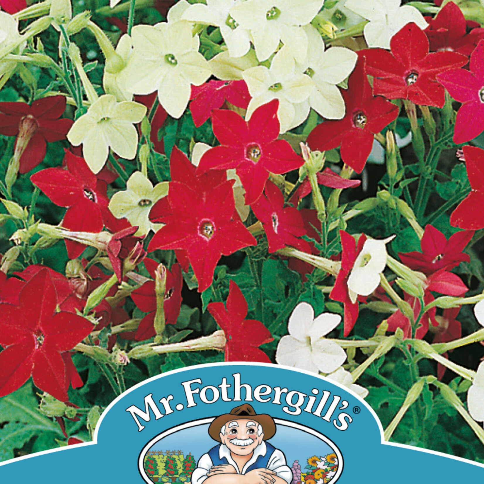 NICOTIANA Sensation Mixed