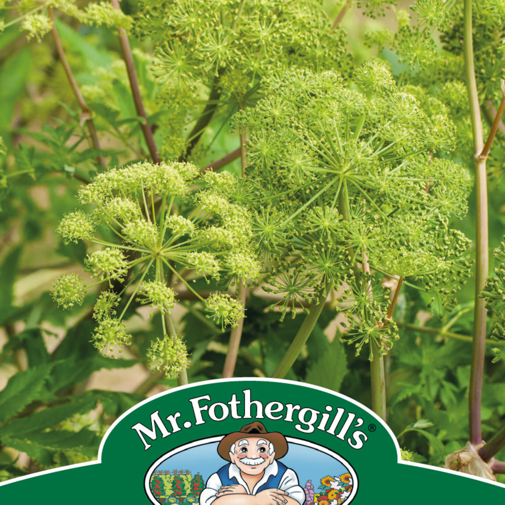 Mr. Fothergill's Angelica Seeds