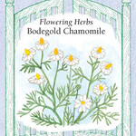 Renee's Chamomile Bodegold Seeds