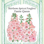 Renee's Hollyhocks - Apricot Faerie Queen Foxglove