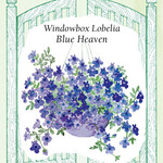 Renee's Lobelia Window Box Blue Heaven Seeds