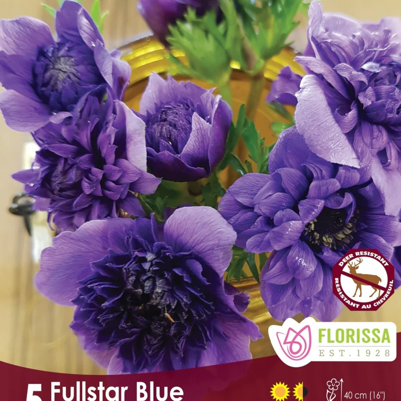 Van Noort Anemone Fullstar Blue 5/Pkg