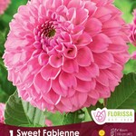 Van Noort Dahlia - Sweet Fabienne Ball  1/Pkg.