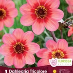 Van Noort Dahlia -Mignon Dahlegria Tricolore    1/Pkg.