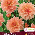 Van Noort Dahlia - Waterlily Mister Frans  1/Pkg.