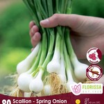 Van Noort Onion Green- Scallion   80/Pkg.