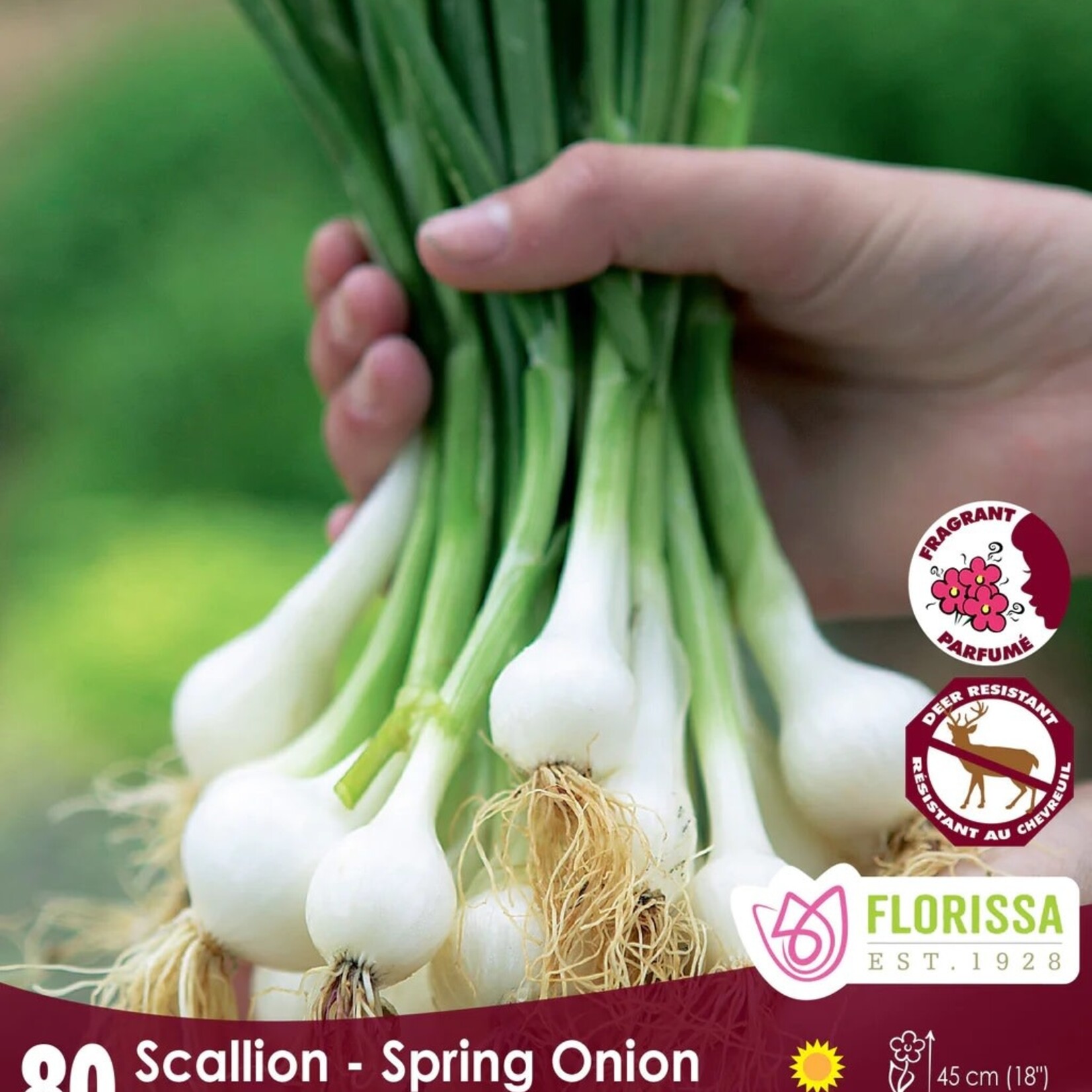 Van Noort Onion Green- Scallion   80/Pkg.