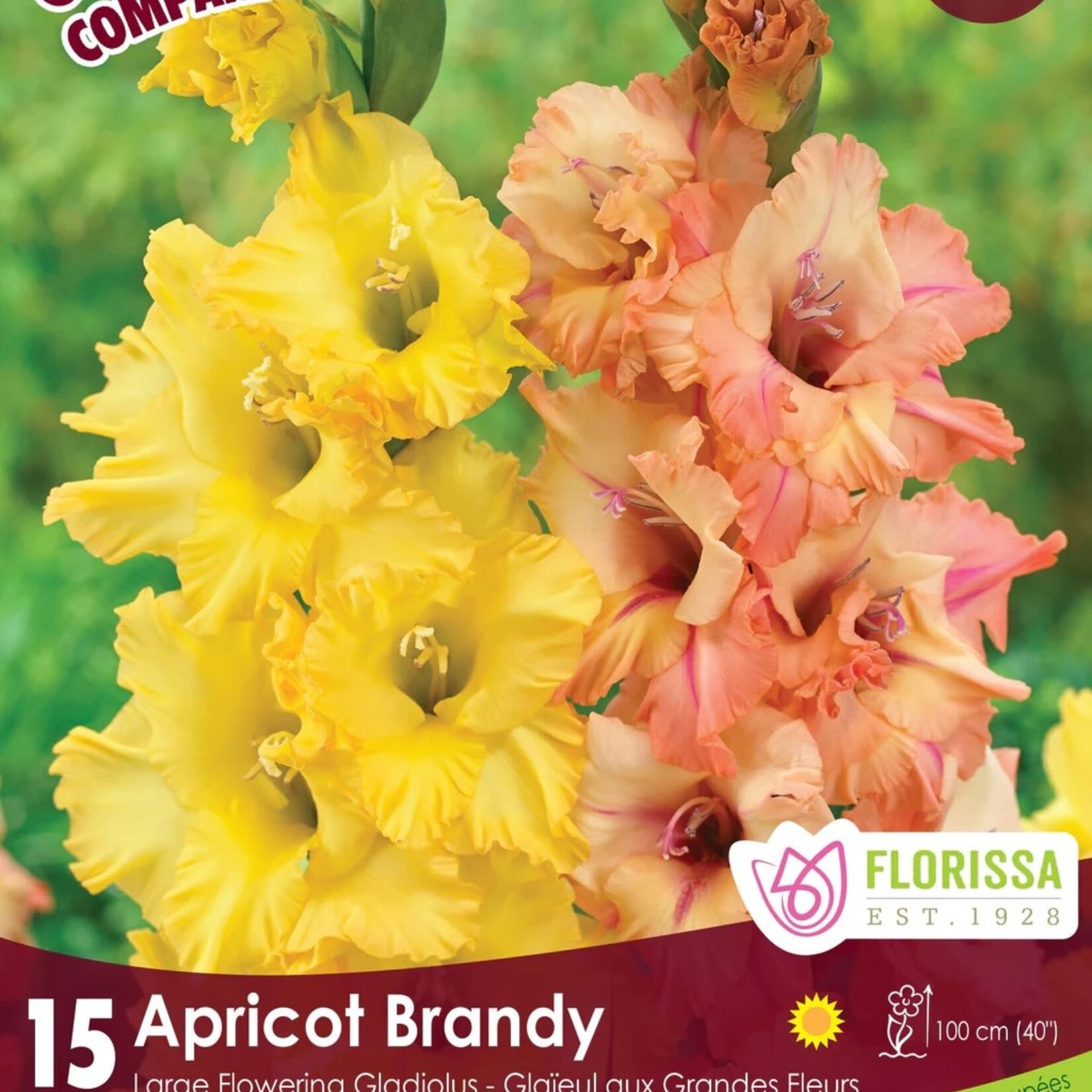 Van Noort Gladiolus Apricot Brandy 15/Pkg.